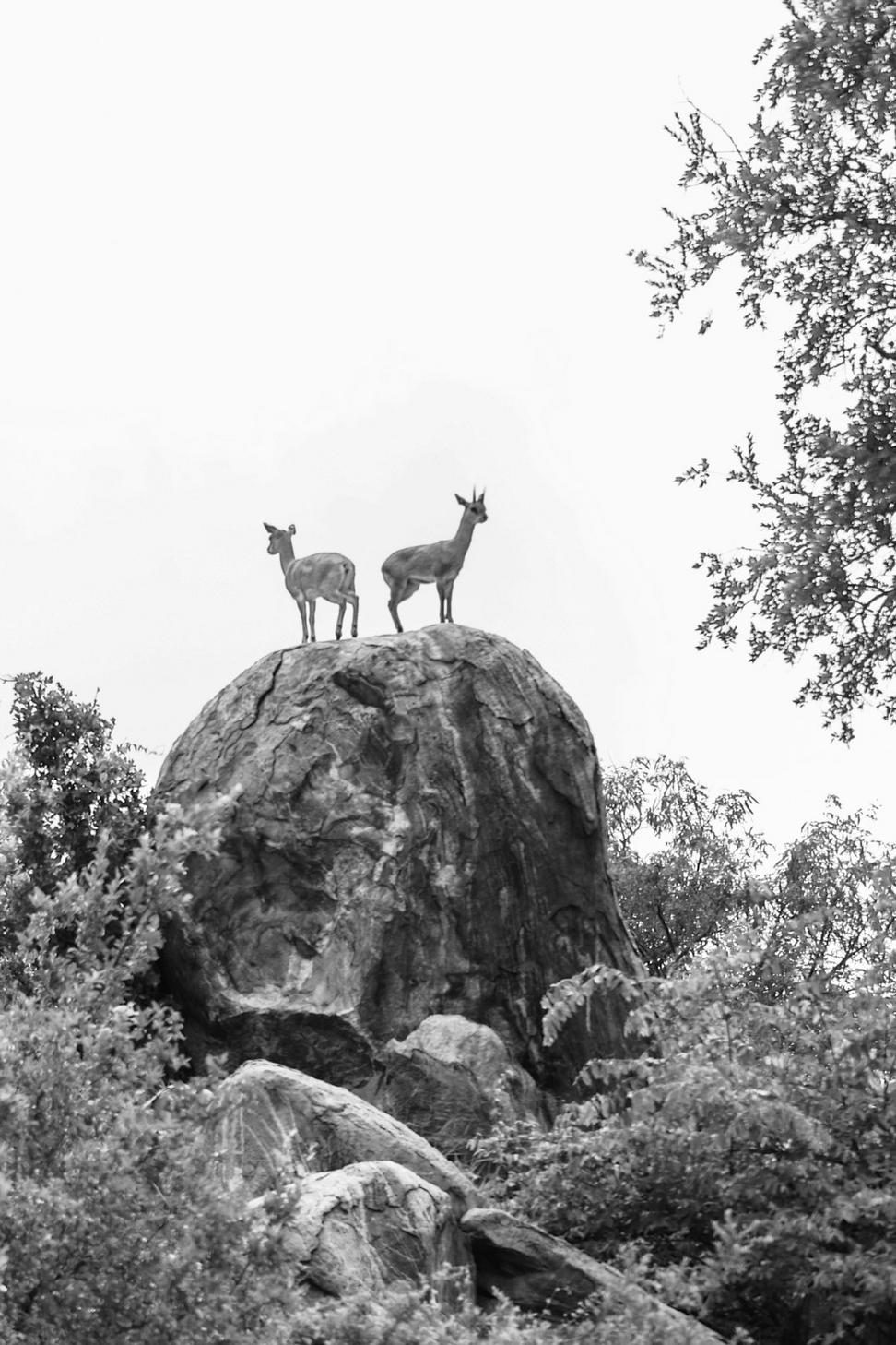 Nature tours